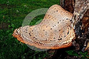 Dryad`s saddle mushroom on an old wooden stump