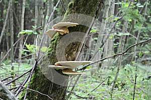 Dryad`s Saddle or Pheasant Back Mushroom Cerioporus squamosus in forest