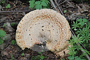 Dryad`s Saddle or Pheasant Back Mushroom Cerioporus squamosus in forest