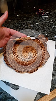 Dryad saddle