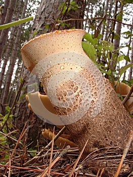 Dryad Saddle(Polyporus squamosus)