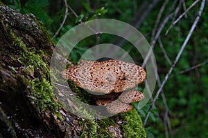Dryads Saddle Mushroom photo