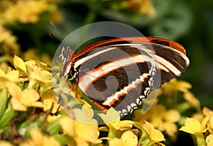 Dryadula phaetusa Butterfly