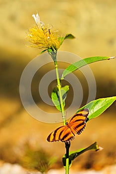 Dryadula Phaetusa Butterfly