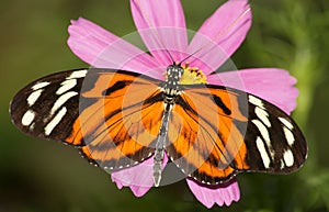 Dryadula phaetusa butterfly