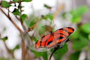 Dryadula phaetusa butterfly