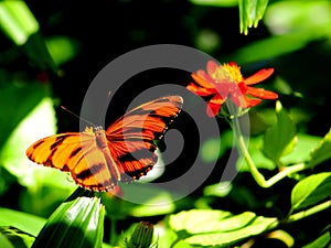 Dryadula Phaetusa (zebra) butterfly