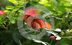 Dryas Iulia Butterfly