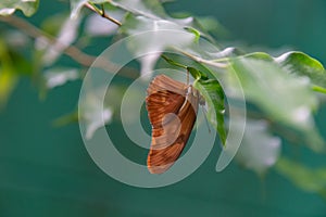 Dryas iulia butterfly with wings closed