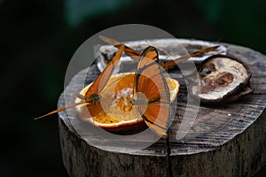 Dryas iulia commonly called the Julia butterfly