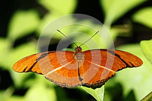 Dryas iulia or julia butterfly photo