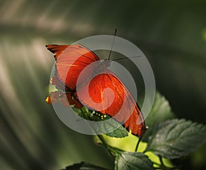 Dryas iulia photo