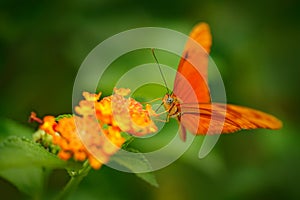 Dryas iulia, Spelled julia heliconian, in nature habitat. Nice insect from Costa Rica in the green forest. Orange butterfly sittin