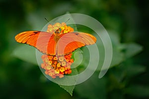 Dryas iulia, Spelled julia heliconian, in nature habitat. Nice insect from Costa Rica in the green forest. Orange butterfly sittin