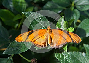 Dryas Julia butterfly on green leaves with wings open