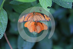 Dryas Julia Longwing butterfly