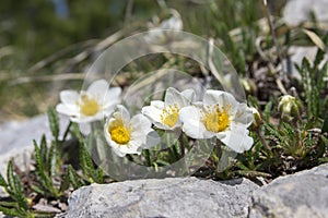 Dryas octopetala artic alpine flowering plant with eight petals