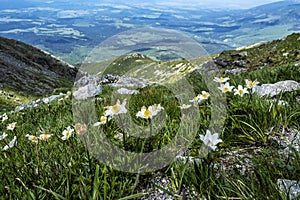 Dryas octopetala kvety, Vysoké Tatry, Slovensko