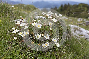 Dryas octopetala flowers or white mountain avens photo
