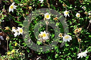 Dryas octopetala plant in bloom