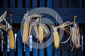 Dryed corn hanging in farm