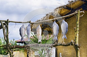 Dryed Fish at Village