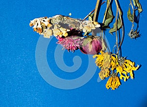 Dryed flower on blue craft background. Close up.