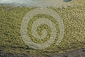 Dryed lake with moss on the surface