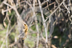 A dryed leaf trapped in a spider web