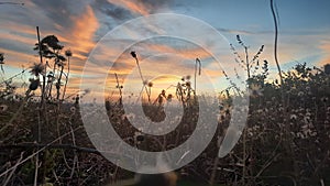 Drygrass before sunset