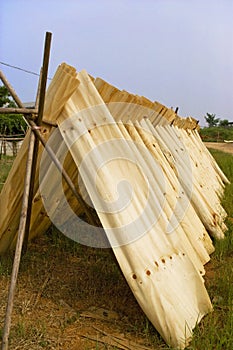 Drying Barks for Traditional Paper Making photo