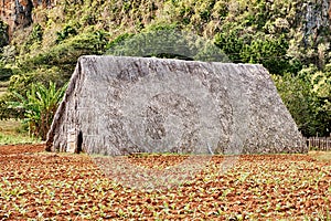 Drying Barn With Tobacco Field