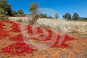Drying batches of red chili at field in.