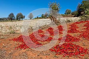 Drying batches of red chili at field in myanmar. photo