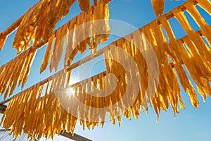 Drying bean-curd stick on bamboo pole under sunlight