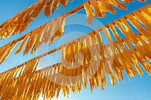 Drying bean-curd stick on bamboo pole under sunlight