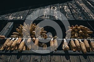 Drying a bunch of corn starches on an old hayrack or wooden house. View from below photo