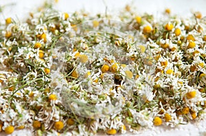 Drying camomile