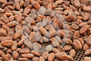 Drying of cocoa beans, Sao Tome