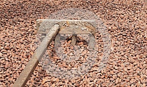 Drying of cocoa beans, Sao Tome