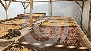 Drying of cocoa and coffee beans, Sao Tome