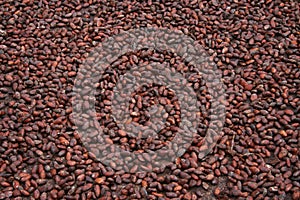 Drying cocoa seeds