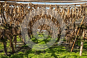 Drying of cod fish