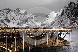 Drying cod fish in winter. Reine fishing village, Lofoten islands.