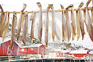 Drying cod fish in winter. Reine fishing village, Lofoten islands.