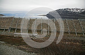 Drying of codfish