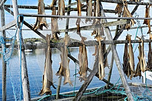 Drying codfish, Norway