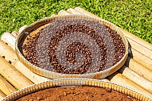 Drying coffee beans in bamboo tray photo