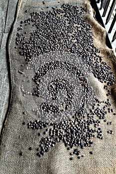 Drying coffee beans - COLOMBIA