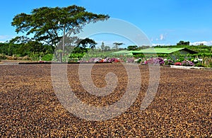 Drying coffee beans, Costa Rica